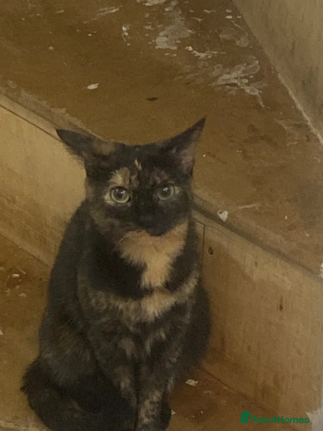 Mixed Breed cats for sale: Tortoise shell female cat - Advert 1