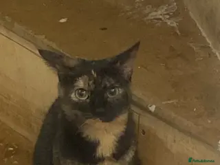 Mixed Breed cats Tortoise shell female cat - Advert 1
