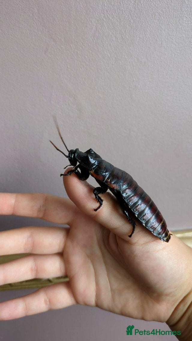 Cockroaches invertebrates for sale: Madagascan Hissing Cockroaches (hissers) - Advert 6
