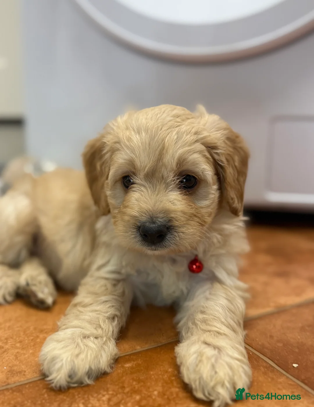 Cockapoo dogs for sale: Beautiful Health Tested Cockapoo Puppies - Advert 15