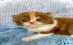British Longhair cats for sale: Champion line kittens - Image 21