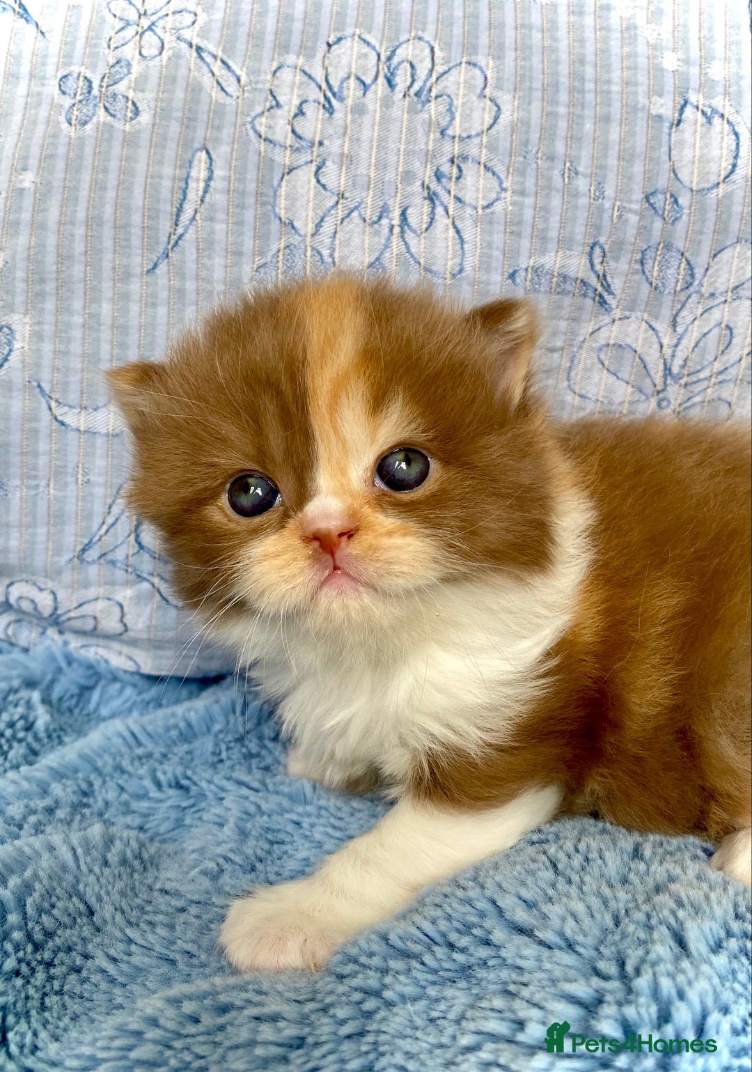 British Longhair cats for sale: Champion line kittens - Image 21