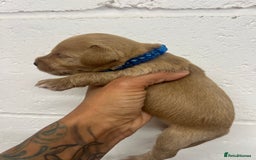 Mixed Breed dogs for sale: Miniature schnoodle girl ready to leave  - Image 5