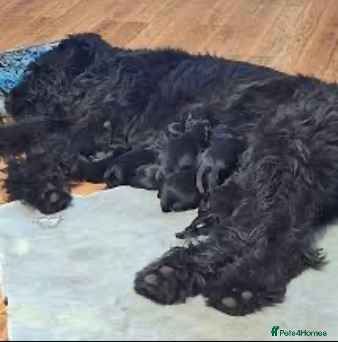 Cockapoo dogs for sale: Are beautiful toy cockapoo boy puppy  in Shepperton - Advert 2