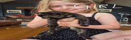 Mixed Breed cats for sale: Beautifully marked kittens . - Advert 3