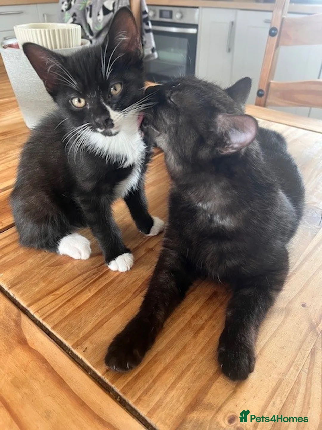 Mixed Breed cats for sale: Crescent nose kitty in Leighton Buzzard - Advert 2