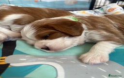 Cavalier King Charles Spaniel dogs for sale: Fully health tested CKCS 🐶💙🐾 - Image 32