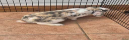 Mixed Breed rabbits for sale: Male lop mix in Leeds - Advert 5