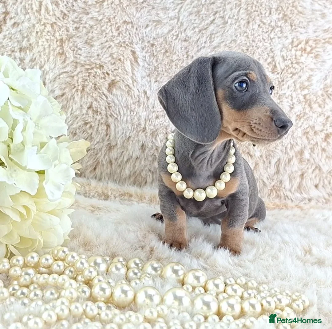 Miniature Dachshund dogs for sale: 💥REDUCED 💥KC Registered Miniature Dachshund  - Advert 1