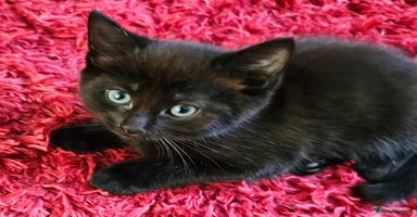 Mixed Breed cats - Advert 16