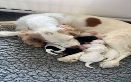 Cocker Spaniel dogs for sale: Lemon and white working cocker spaniels  - Image 5