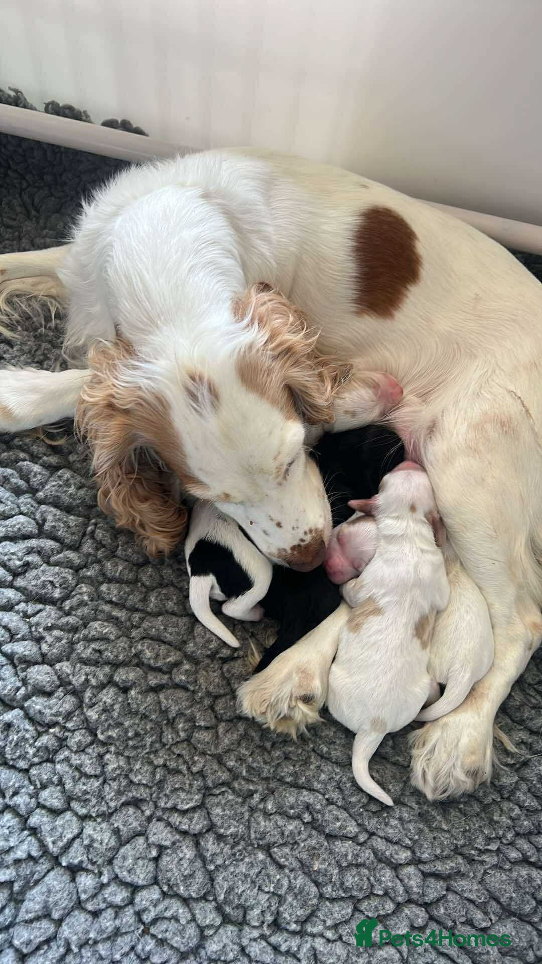 Cocker Spaniel dogs for sale: Lemon and white working cocker spaniels  - Image 5