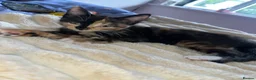 Mixed Breed cats for sale: Find them a loving forever home  - Advert 12