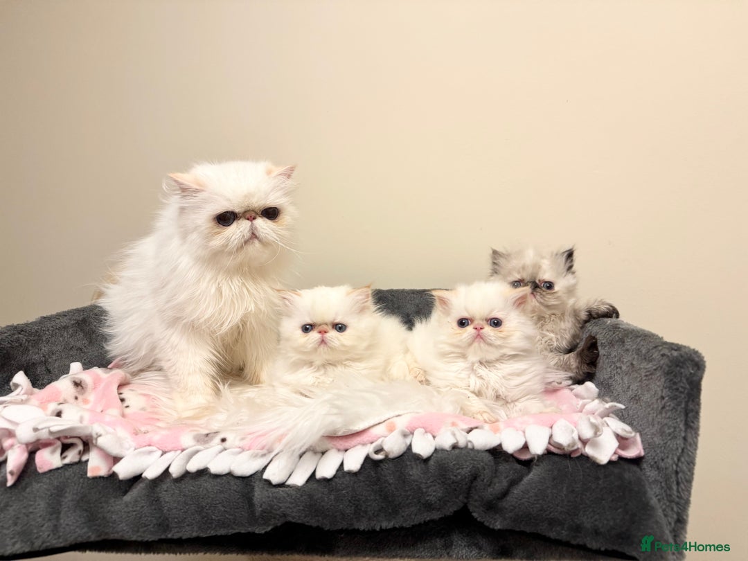 Persian cats for sale: Stunning TICA Blue Eye Persian Babies  - Advert 8