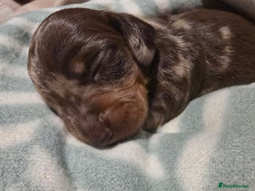 Miniature Dachshund dogs for sale: Miniature dashound - Advert 5