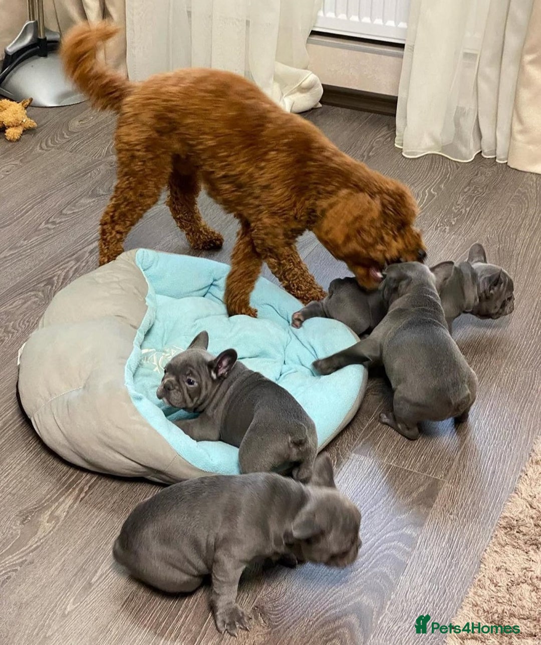 French Bulldog dogs for sale: Beautiful PURE French Bulldog Puppies for Sale - Advert 4