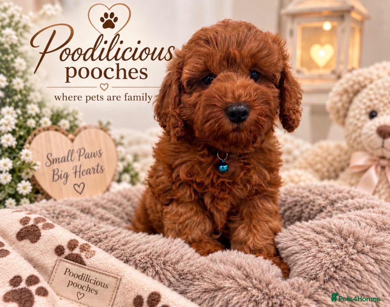 Cavapoo dogs 1 beautiful boy. F1b both parents DNA clear  - Advert 4