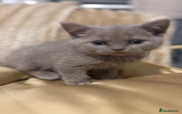 British Shorthair cats for sale: GCCF Registered 5 Generation British Shorthair - Image 11