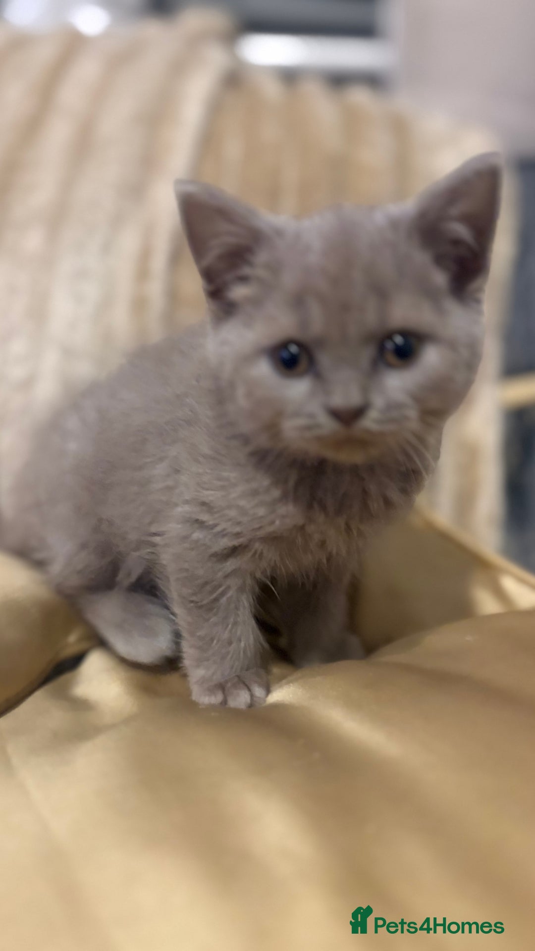 British Shorthair cats for sale: GCCF Registered 5 Generation British Shorthair - Image 11