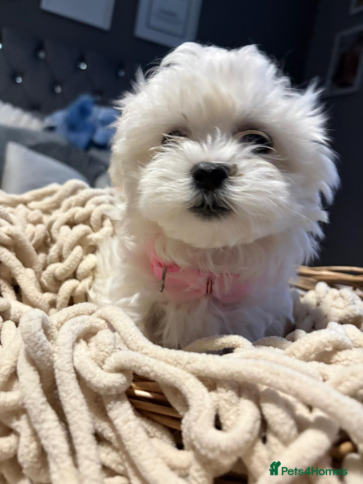 Maltese dogs 🩷 2 beautiful Korean Maltese girls left 🩷 - Advert 3