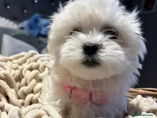 Maltese dogs 🩷 2 beautiful Korean Maltese girls left 🩷 - Advert 3