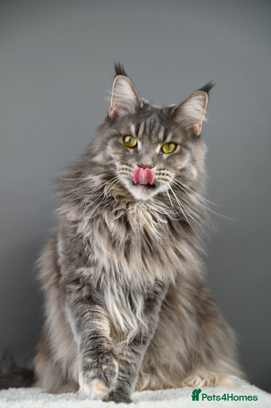 Maine Coon cats for sale: 🧬 STUNNING KITTENS - TICA REGISTERED 🎖️ - Advert 1