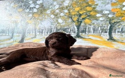 Cocker Spaniel dogs for sale: Kc Cocker spaniel puppys - Image 4