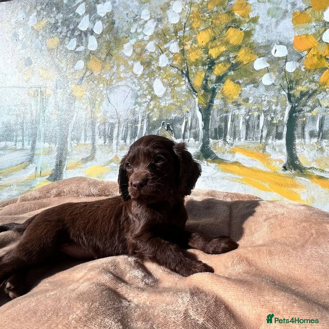 Cocker Spaniel dogs for sale: Kc Cocker spaniel puppys - Image 4