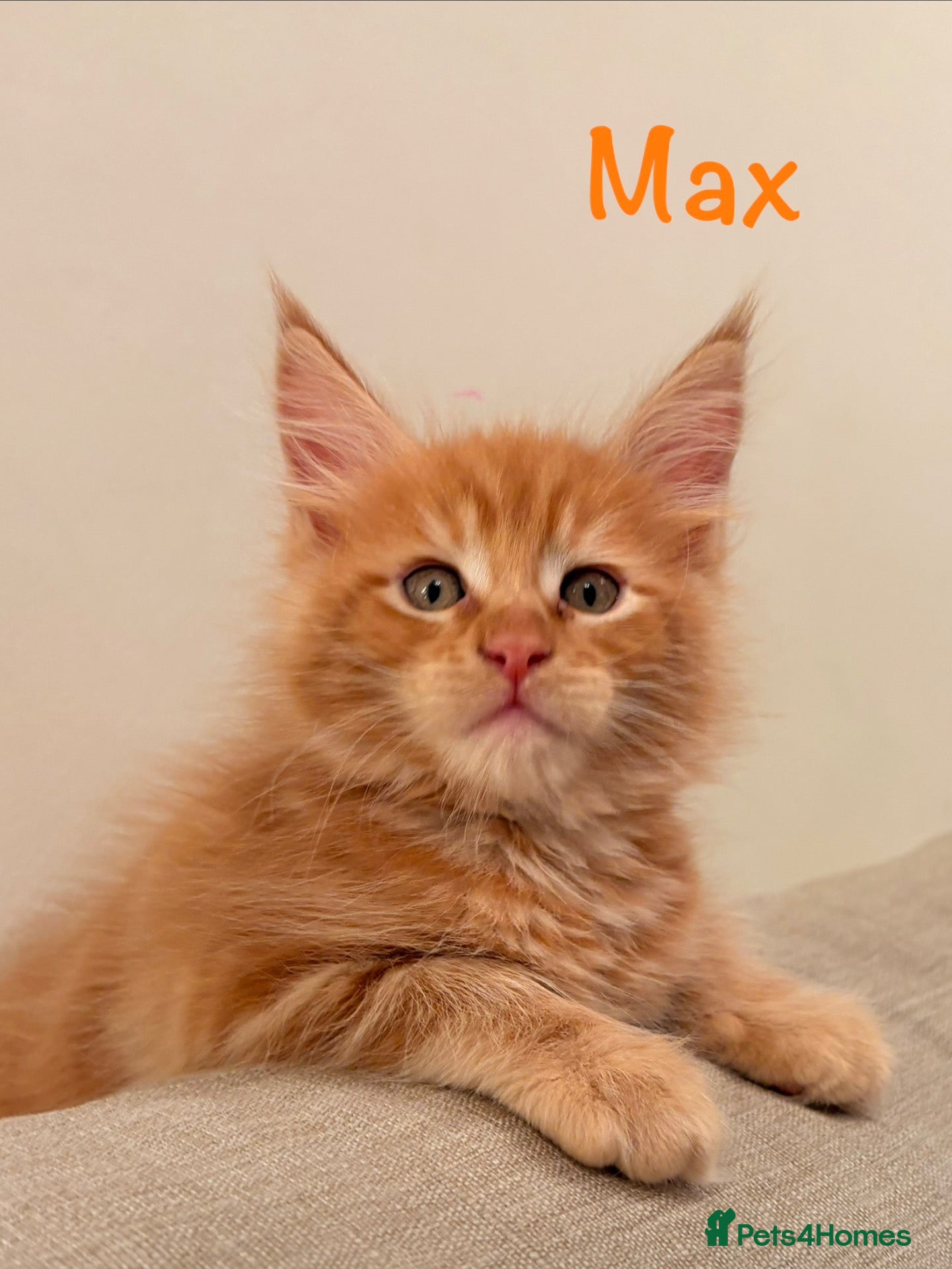 Maine Coon cats for sale: Beautiful Maine Coon Kittens- one boy available  - Advert 1