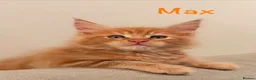 Maine Coon cats for sale: Beautiful Maine Coon Kittens-Ready Soon - Advert 3