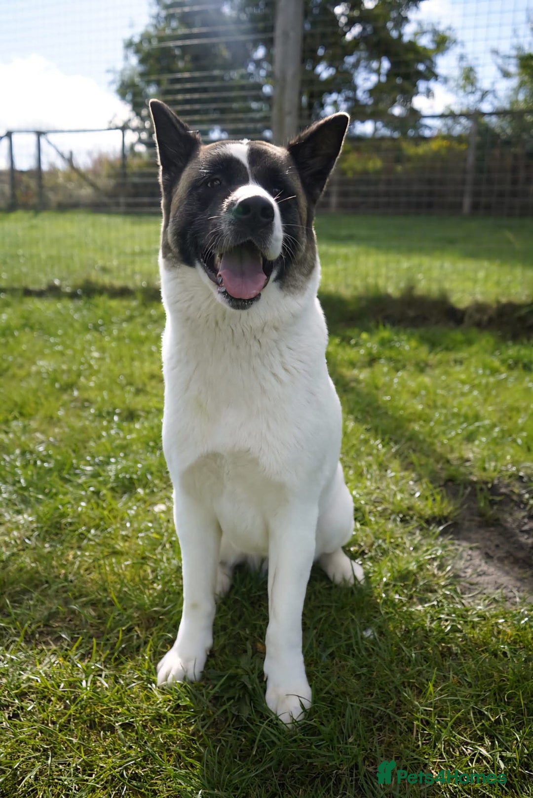 Akita dogs for adoption: Freya - Image 4