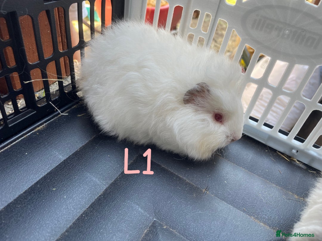 Guinea Pig rodents for sale: Baby guinea pigs for sale, various breeds - Image 2
