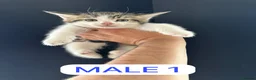 Mixed Breed cats for sale: 🐾 Adorable Half-British Shorthair Kittens  - Advert 2