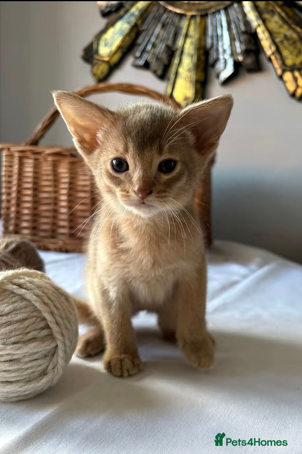 Abyssinian cats Tica registered Abyssinian kittens  - Advert 2