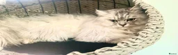 Ragdoll cats for sale: 🐾 Beautiful Ragdoll × Chinchilla Kittens - Advert 7