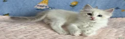 Ragdoll cats for sale: 🐾 Beautiful Ragdoll Kittens for Sale 🐾 - Advert 32