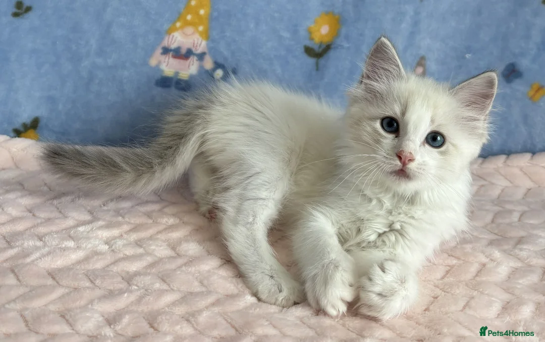 Ragdoll cats for sale: 🐾 Beautiful Ragdoll Kittens for Sale 🐾 - Advert 32