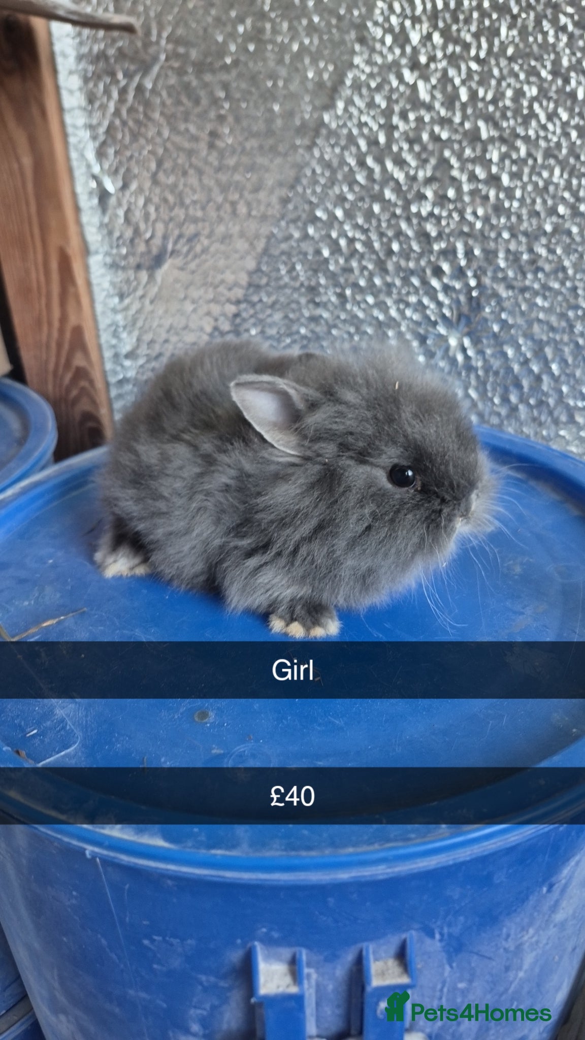 Lionhead rabbits Lionhead Baby Rabbits 8 weeks (Friendly) - Advert 1