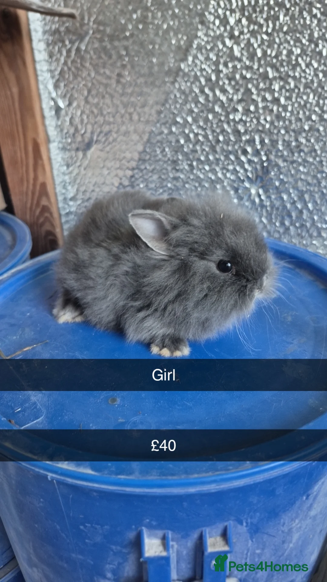 Lionhead rabbits for sale: Lionhead Baby Rabbits 8 weeks (Friendly) - Advert 1