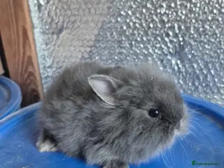 Lionhead rabbits Lionhead Baby Rabbits 8 weeks (Friendly) - Advert 2