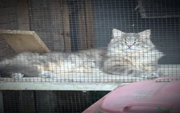 Maine Coon cats for sale: Maincoon - Image 20
