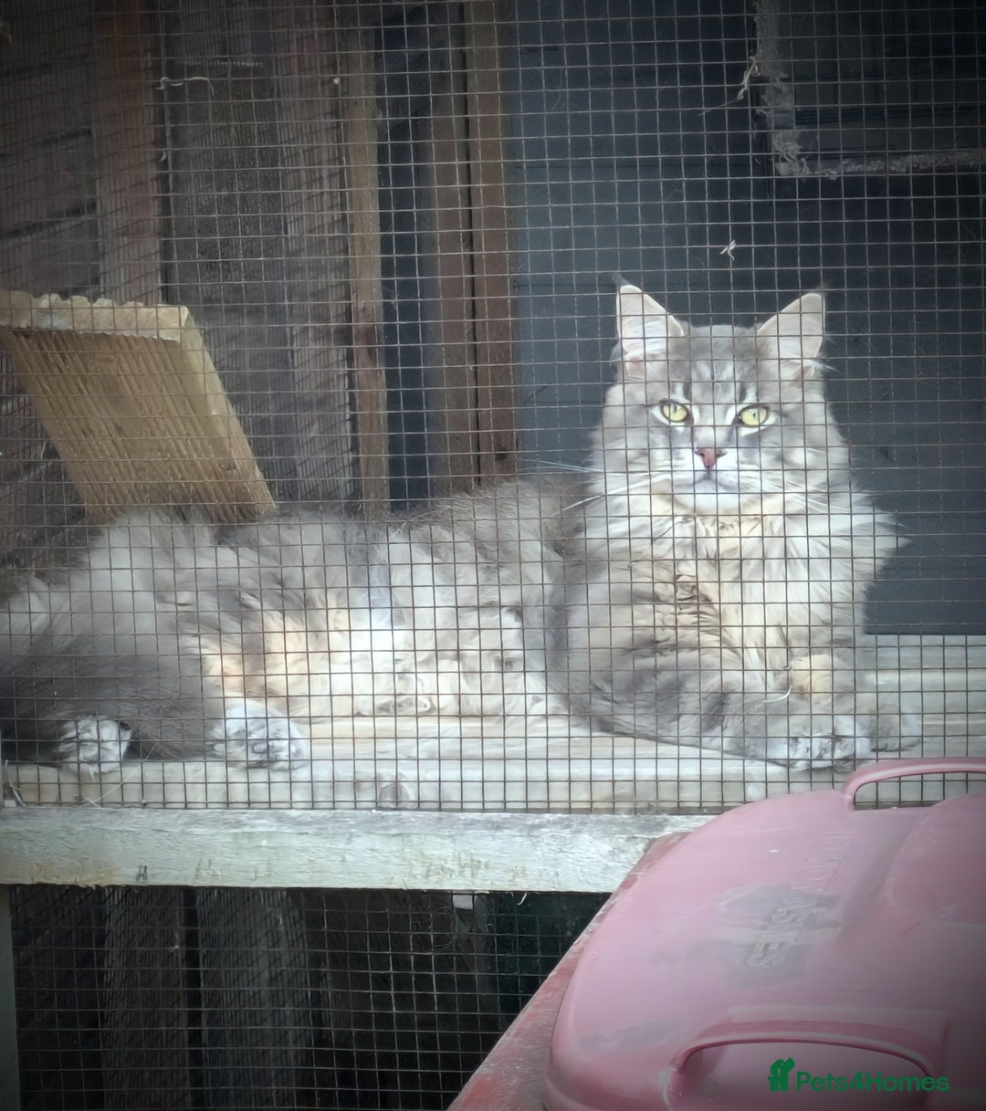 Maine Coon cats for sale: Maincoon - Image 20