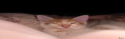 Norwegian Forest Cat cats for sale: Beautiful Norwegian Forest Cat  in Droitwich - Advert 4
