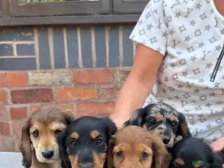 Dachshund dogs Miniature long haired dachshund puppies - Advert 2