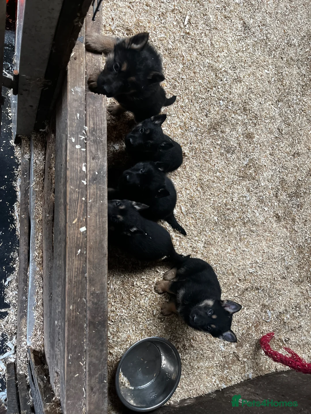 German Shepherd dogs for sale: Stunning Black and Tan German Shepard puppies - Advert 2