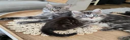 Mixed Breed cats for sale: Beautiful fluffy boy - Advert 2