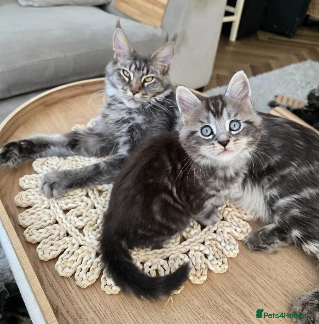 Mixed Breed cats for sale: Beautiful fluffy boy - Advert 2