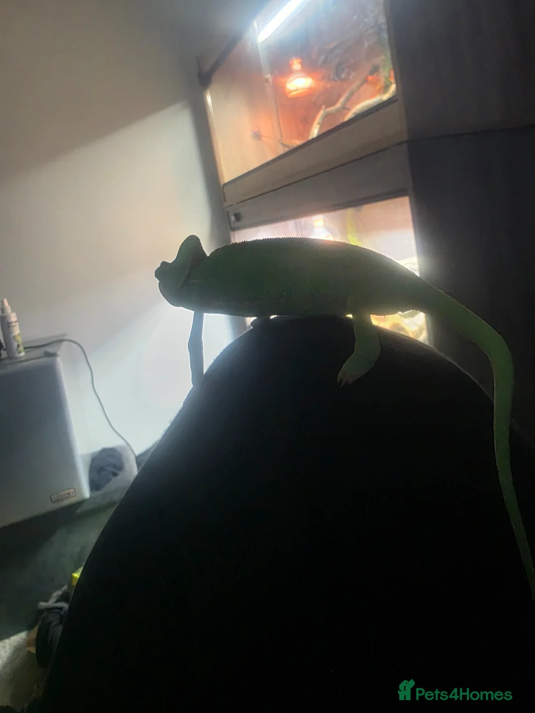 Chameleon reptiles for sale: Dutch the chameleon  - Advert 2