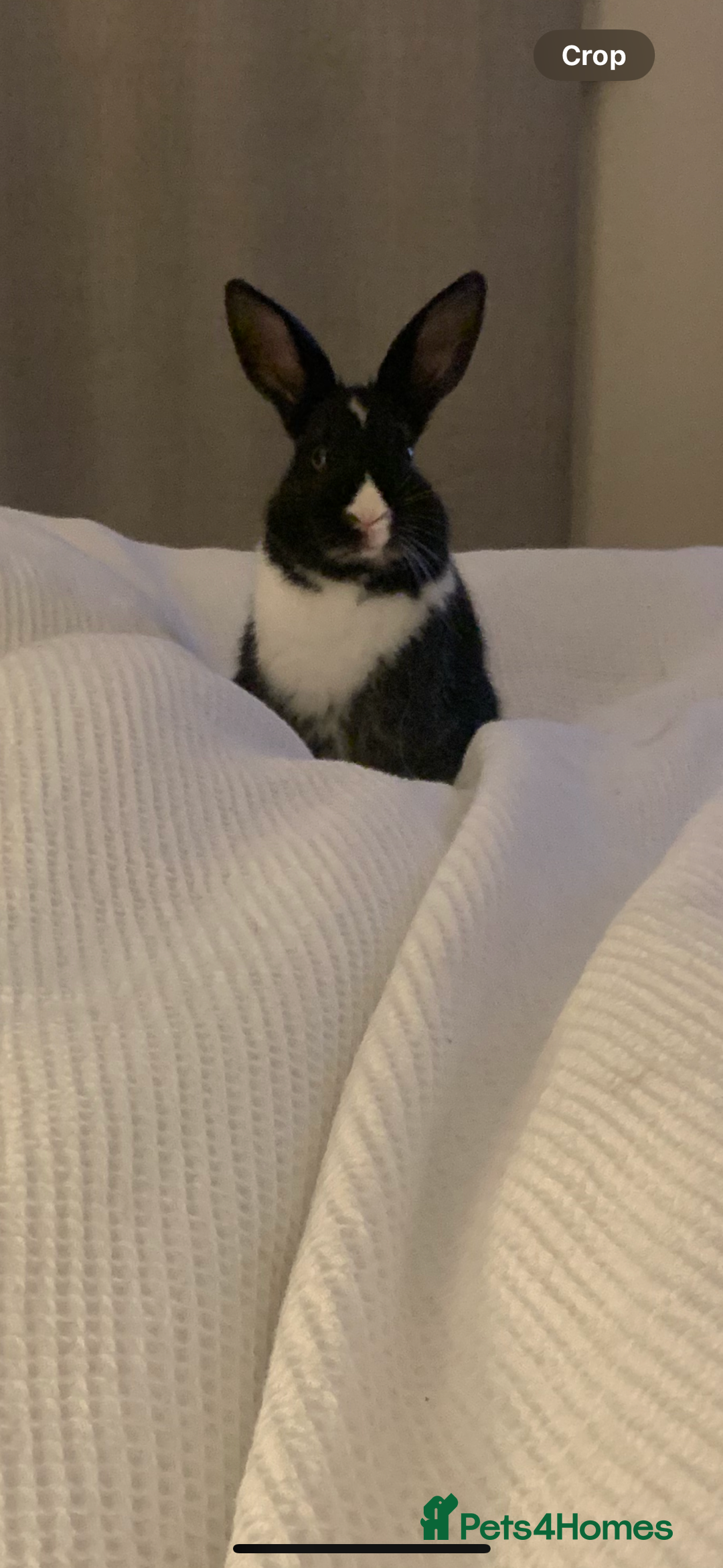 Mixed Breed rabbits for sale: Bunny in need of loving home  - Advert 2