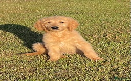 Goldendoodle dogs for sale: One little boy available F1 he’s chilled in Wooburn Green - Image 3